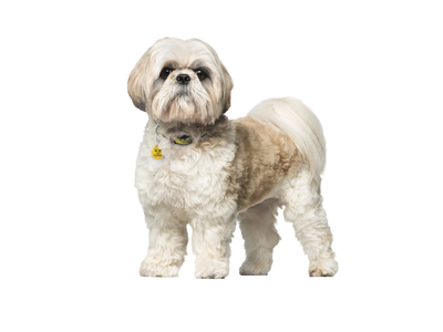 Shih Tzu Rehoming Rescue Dog Dogs Trust